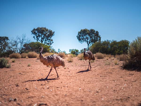 Wildlife at Kings Canyon, Red Centre, NT, Australia