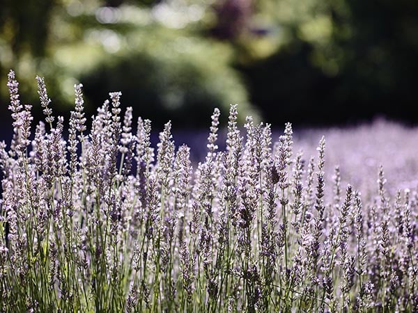 Lavandula Swiss Farm, Daylesford, Australia