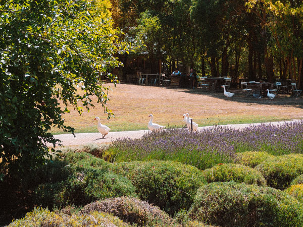 geese wandering around Lavandula Swiss Italian Farm