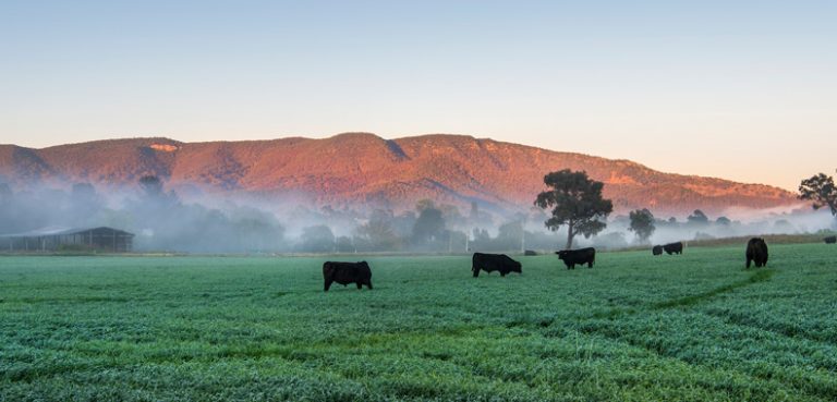 Cows graze at sunset in Mudgee
