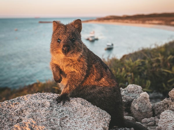 Quokka, Rottnest Island, West Australia, Australia
