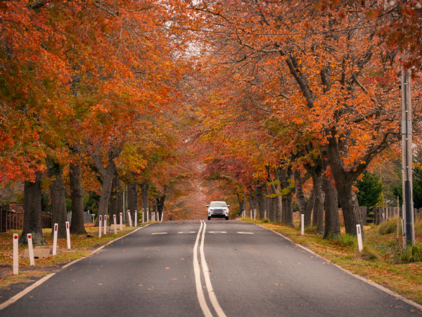 Scenic Drive, Tenterfield, NSW, Australia