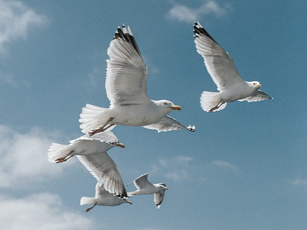 Segulls at The Anchorage, Port Stephens, Australia