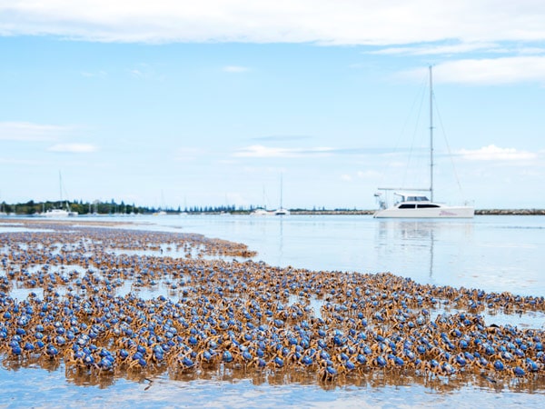 Soldier crabs in Iluka Bay, Iluka. (Image: My Clarence Valley)