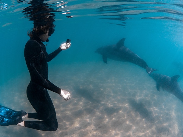 Swimming with dolphins, Dolphin Discovery Centre, Bunbury, West Australia, Australia