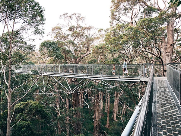 Valley of the Giants, Walpole Tree Top Walk, West Australia, Australia
