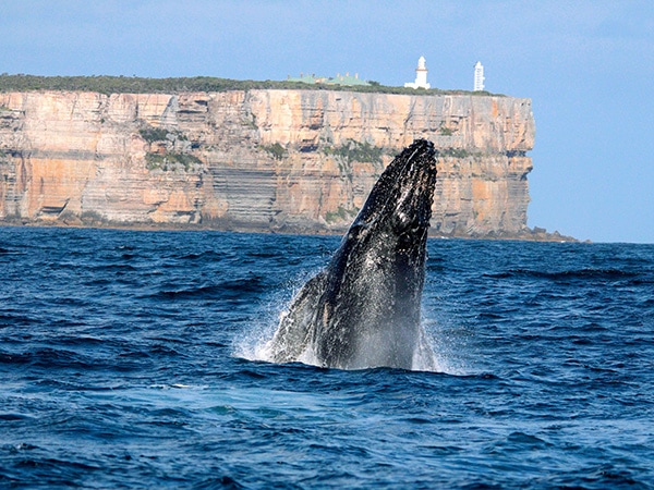 Whale watching in Jervis Bay, NSW, Australia