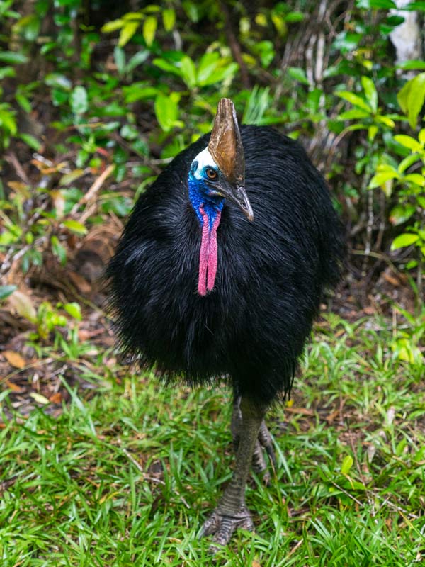 A wild cassowary that frequents the Mission Beach area. (Image: Tourism and Events Queensland)