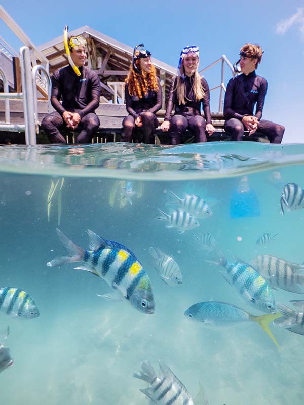 Snorkelling at Yanks Jetty, Hitchinbrook, Australia