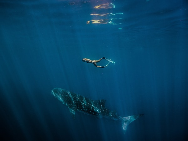 Swimming with Whale Shark (Rhincodon typus), Ningaloo Marine Park, WA, Australia
