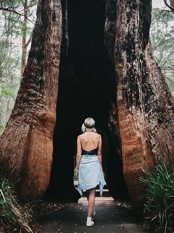 Walpole Valley of the Giants, a stop from South West Edge, WA, Australia