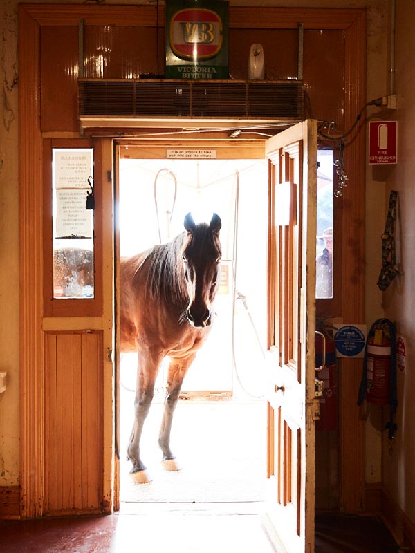 Horse, Grand Hotel, Kookynie, WA, Australia