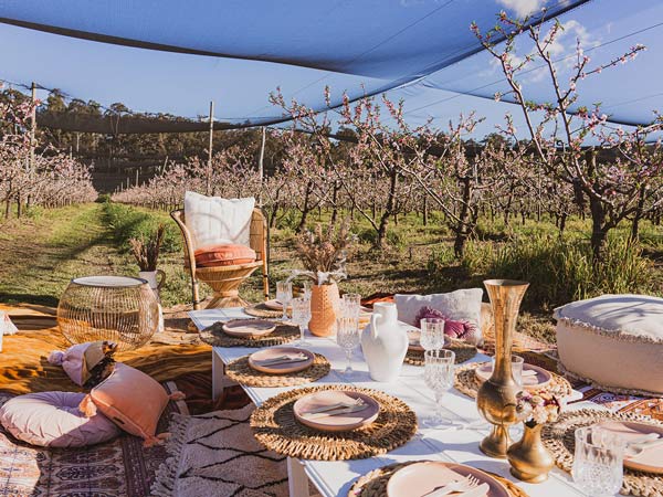 Peach Farm, Yamba, NSW, Australia