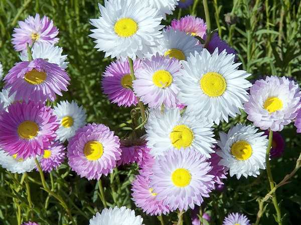 Wildflowers in Western Australia