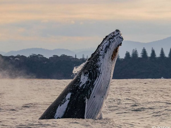 Humpback whale with Port Mac pines in background, Port Macquarie, NSW, Australia