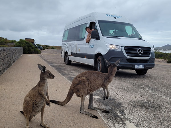 Kangaroos in WA, Maui Campervan/Motorhome from Drive Now Rentals in Australia