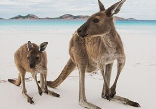 Wildlife, Kangaroo, Rottnest Island, Western Australia