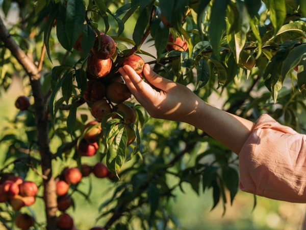 Wanita memetik buah persik dari pohon