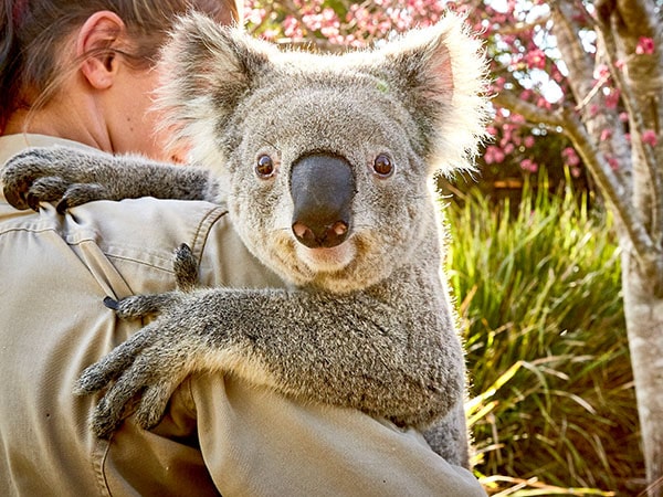Koala, Symbio Wildlife Park, Sydney, NSW Australia