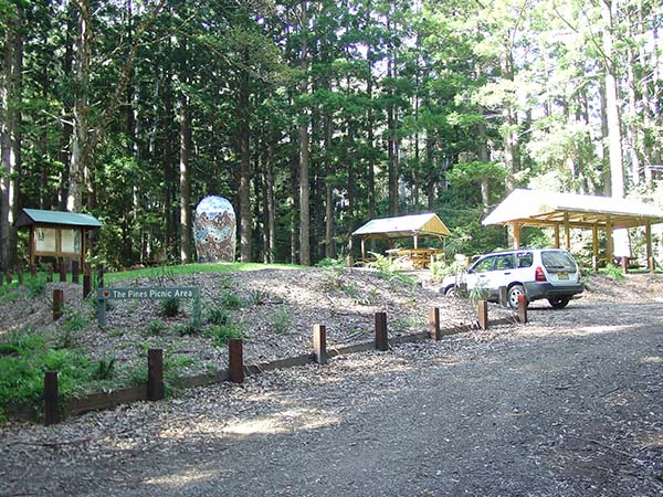 The Pines picnic area, Yarriabini National Park, Macleay Valley, NSW, Australia