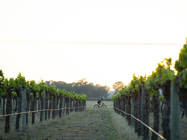 Wineries in Mudgee, NSW, Australia
