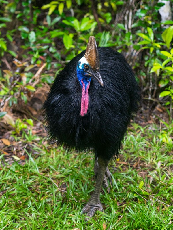 a wild cassowary in the forest, TYTO Wetlands