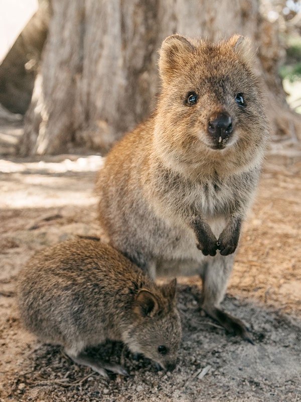 Quokka di Rottnest Island, Australia Barat