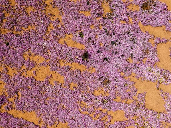 Top view of Purple Wildflowers in WA