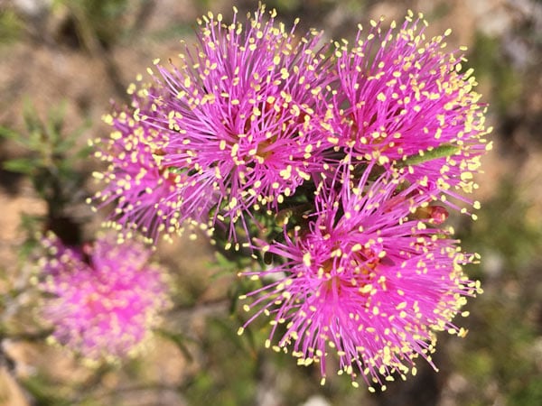 Melaleuca (Melaleuca parviceps), WIldflowers in WA