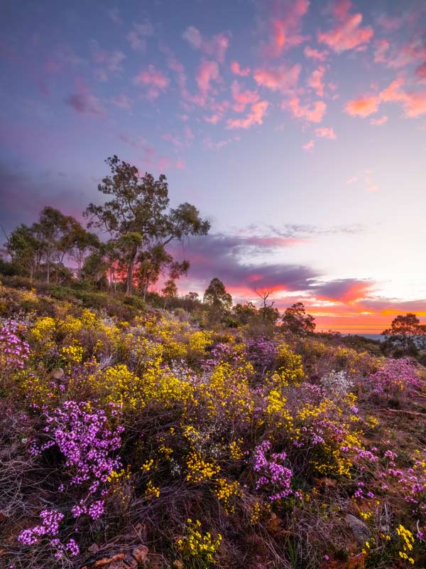 Lions Lookout in Korung National Park, Wildflowers in WA