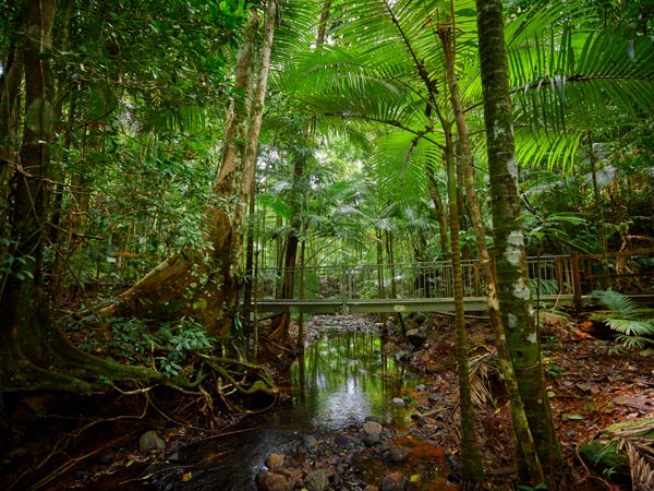 A boardwalk over a creek at the Daintree Discovery Centre Jurrassic Forest. (Image: Tourism and Events Queensland)