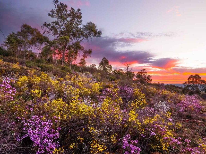 WA Wildflower trail guide, Western Australia