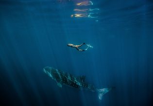 Female swimming with a Whale Shark (Rhincodon typus) at Ningaloo Marine Park. (Image: Tourism Western Australia)