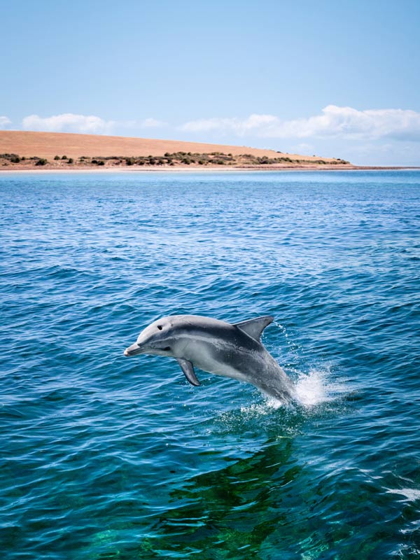 Dolphin jumping. (Image: South Australian Tourism Commission)