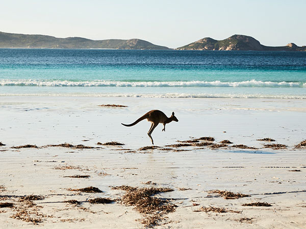 Kanguru di Lucky Bay, Taman Nasional Cape Le Grand, The Golden Outback, Australia Barat