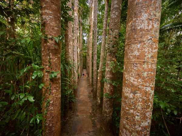 Couple walking through Kauri trees at Paronella Park (Image: Tourism and Events Queensland)