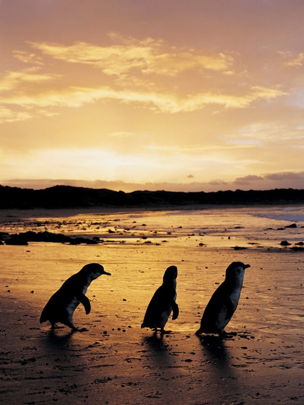 iconic Penguin Parade at Phillip Island Nature Park. (Image: Visit Victoria)