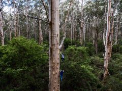 Exploring the Southern Forests, WA