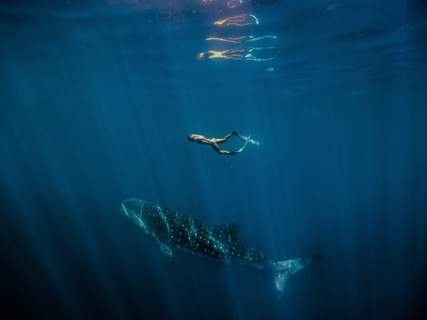 Female swimming with a Whale Shark (Rhincodon typus) at Ningaloo Marine Park. (Image: Tourism Western Australia)