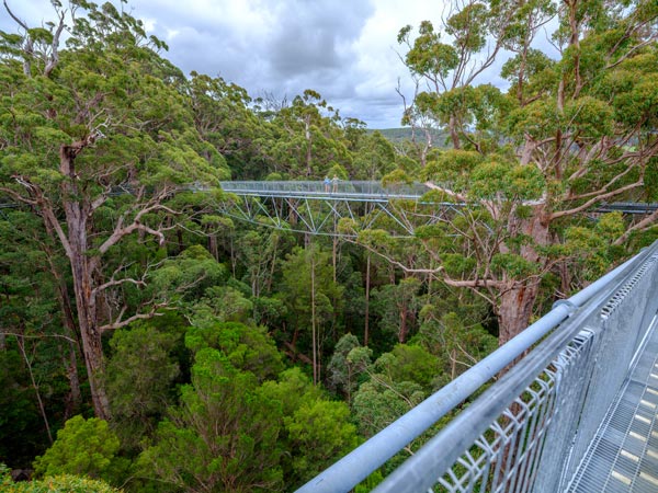 The Valley of the Giants Tree Top Walk. (Image: Tourism Western Australia)