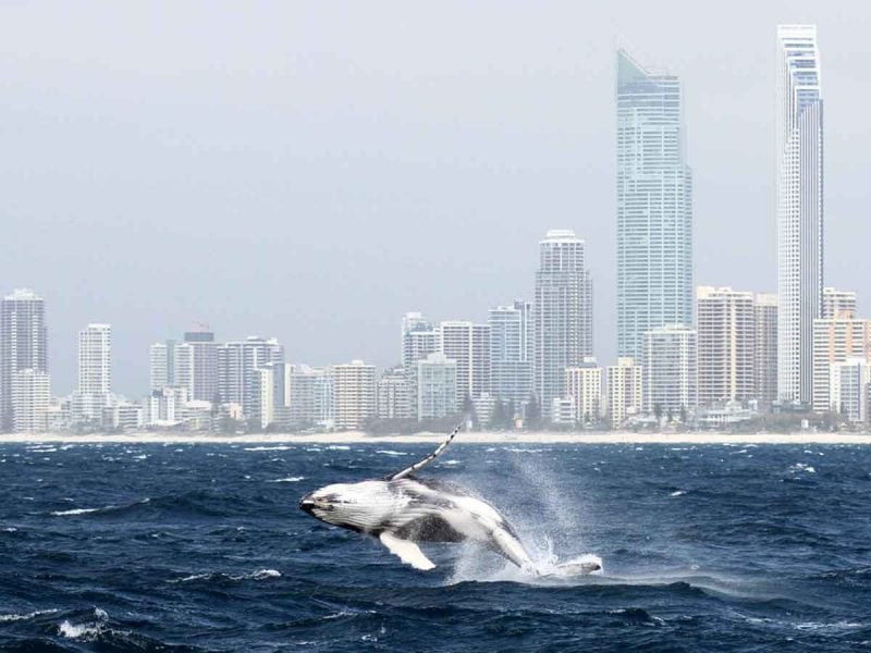 Whale watching, Gold Coast, QLD Australia