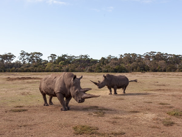 Rhinos roaming around at Werribee Open range Zoo.(Image: Visit Victoria)