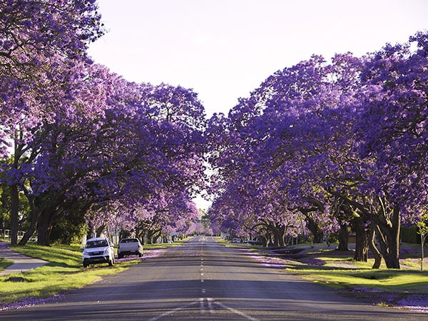 Jacaranda, Clarence Valley, NSW, Αυστραλία