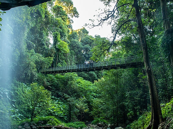 Μια ξύλινη γέφυρα που κρέμεται σε ένα καταπράσινο δάσος στην Αυστραλία
