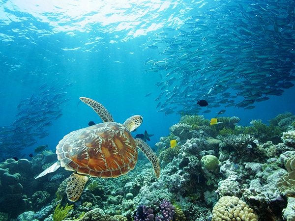 Turtle Great Barrier Reef Australia