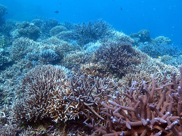Κοράλλια, αποκατάσταση υφάλων, Κουίνσλαντ, Αυστραλία