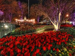 Tulips, Corbett Gardens, Bowral, Southern Highlands, NSW, Australia