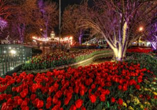 Tulips, Corbett Gardens, Bowral, Southern Highlands, NSW, Australia