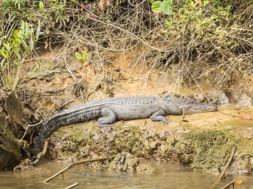 Top 6 Daintree River Cruises To See A Croc - Australian Traveller