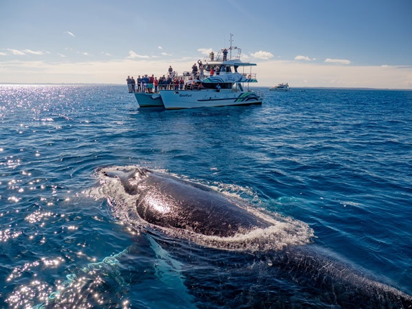 Μια φάλαινα στον ωκεανό.  (Εικόνα: Τουρισμός και εκδηλώσεις Κουίνσλαντ)
